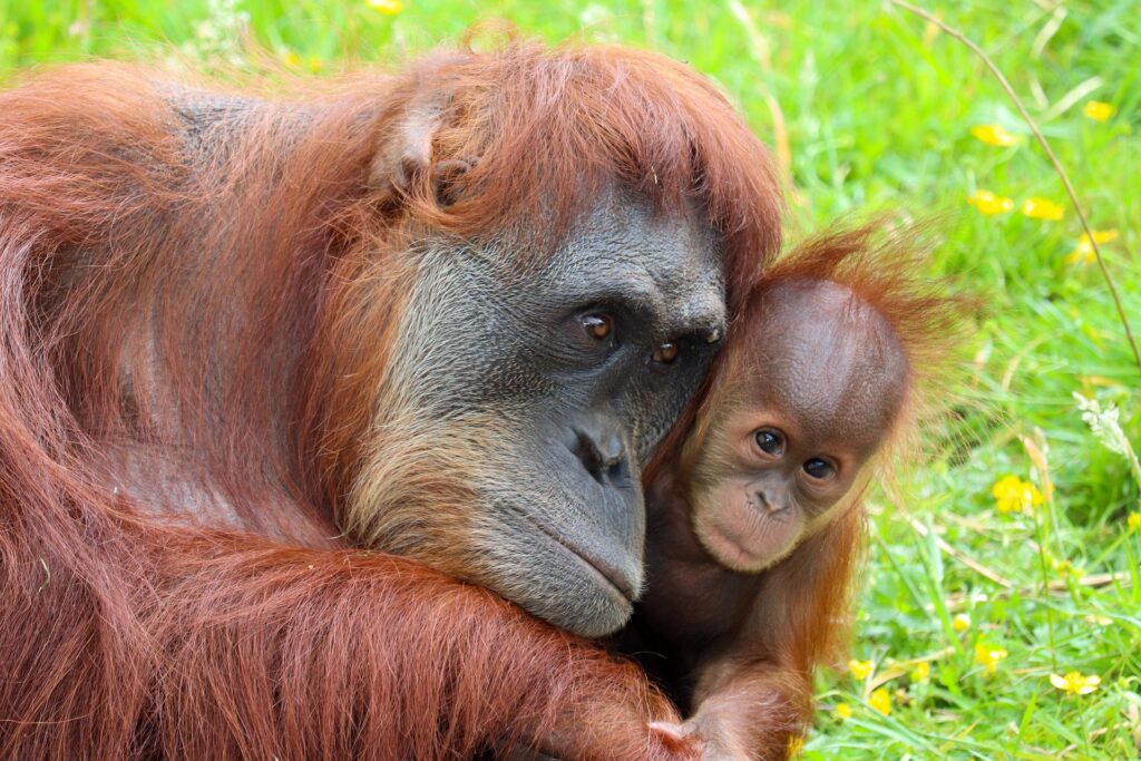 palm oil plantations and endangered species