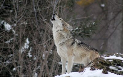 Colorado Votes For Wolf Reintroduction